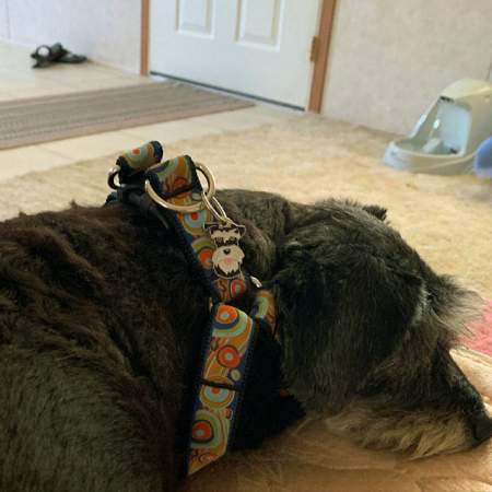 schnauzer black silver oh.jpg